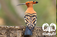 گونه هدهد Eurasian Hoopoe